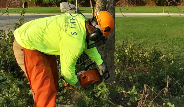 employee cutting down tree